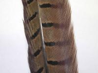 Cock Pheasant Centre Tail - Natural BESTEN KUNSTKODER Angelshop