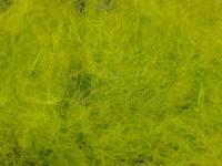 CDC Dubbing 0.5g - Dyed Golden Olive BESTEN KUNSTKODER Angelshop