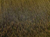 Wapsi Deer Body Hair - 901 Dark Olive BESTEN KUNSTKODER Angelshop