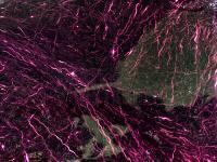 Dubbing Hareline Ripple Ice Fiber - #21 Bloody Fuchsia BESTEN KUNSTKODER Angelshop