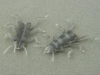 Hemingway's Evolution Stone Fly Thorax Legs - M Black BESTEN KUNSTKODER Angelshop