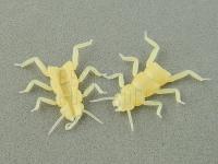 Hemingway's Evolution Stone Fly Thorax Legs - M Tan BESTEN KUNSTKODER Angelshop