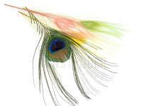 FMFly Peacock Eyes Federn