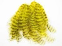 Hareline Grizzly Soft Hackle - Yellow BESTEN KUNSTKODER Angelshop