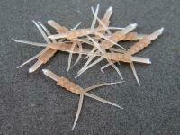 Hemingway`s - May Fly Nymph Body - L Clear brown BESTEN KUNSTKODER Angelshop