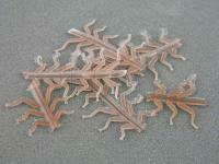 Hemingway`s Stone Fly Nymph Rubber Legs - M Brown BESTEN KUNSTKODER Angelshop