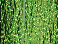 Krystal Flash - Fl. Chartreuse BESTEN KUNSTKODER Angelshop