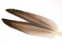 Mallard Duck Wing Quills Grey BESTEN KUNSTKODER Angelshop