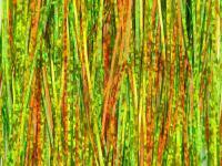 Hedron Magnum Holographic Flashabou - Fire Tiger BESTEN KUNSTKODER Angelshop