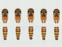 Hemingway's Mayfly Wings Buds and Back - Medium | Gold BESTEN KUNSTKODER Angelshop