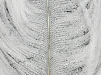 Ostrich Herl - 001 White BESTEN KUNSTKODER Angelshop