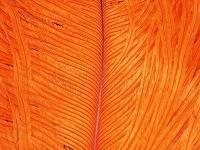 Ostrich Herl - 012 Orange BESTEN KUNSTKODER Angelshop