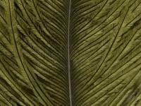 Ostrich Herl - 089 Olive BESTEN KUNSTKODER Angelshop