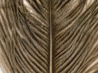 Ostrich Herl - 219 Natural Gray BESTEN KUNSTKODER Angelshop