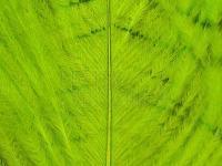 Ostrich Herl - 509 Fuo Chartreuse BESTEN KUNSTKODER Angelshop