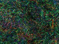 Peacock Dubbing - Black Green / Red - Violet Effect BESTEN KUNSTKODER Angelshop