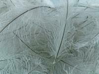 Federn FMFly Goose CDC 1G - Dyed Olive Blue Dun BESTEN KUNSTKODER Angelshop