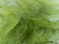 Federn FMFly Goose CDC 1G - Dyed Olive BESTEN KUNSTKODER Angelshop