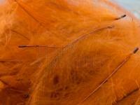 Federn FMFly Goose CDC 1G - Dyed Rusty BESTEN KUNSTKODER Angelshop