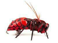 Köder Imago Lures Hornet 3.5cm 2.5g Flow - RB BESTEN KUNSTKODER Angelshop