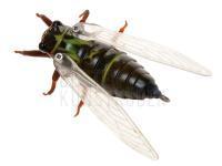 Naturköderimitationen Qu-on Namazemi 42mm 4.5g Floating - MMZ BESTEN KUNSTKODER Angelshop