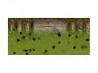 Gummiköder Tiemco PDL Locoism Flexy Shad 3 inch | Shrimp Flavor - 228 BESTEN KUNSTKODER Angelshop