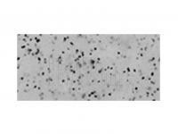 Gummiköder Tiemco PDL Locoism Flexy Shad 3.5 inch | Shrimp Flavor - 161 BESTEN KUNSTKODER Angelshop