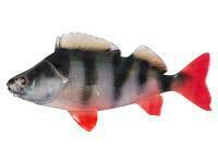 Gummifische Fox Rage Ultra Natural Fillets 6cm - Perch