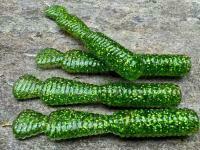 Gummifische Great Fish GF2 Leech 60mm 1.8g - no scent - glitter green BESTEN KUNSTKODER Angelshop