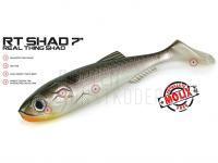 Molix RT Shad 7 BESTEN KUNSTKODER Angelshop