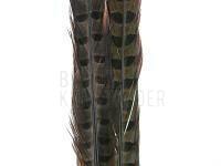 Ringneck Tail Feathers - 029 Dun BESTEN KUNSTKODER Angelshop