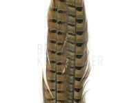 Ringneck Tail Feathers - 199 Natural Cock BESTEN KUNSTKODER Angelshop