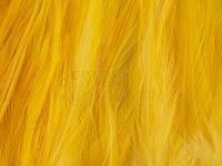 Rooster Saddle Feather - Banana Yellow BESTEN KUNSTKODER Angelshop