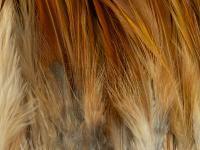 Rooster Saddle Feather - Ginger BESTEN KUNSTKODER Angelshop