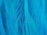 Rooster Saddle Feather - Silver Doctor Blue BESTEN KUNSTKODER Angelshop