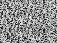 Wapsi Thin Skin Fly Specks - 000 Clear Black BESTEN KUNSTKODER Angelshop