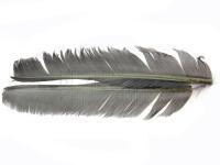 Turkey Biot Quills - Gray BESTEN KUNSTKODER Angelshop