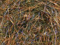 Hareline UV Polar Chenille - #275 Olive Copper UV BESTEN KUNSTKODER Angelshop