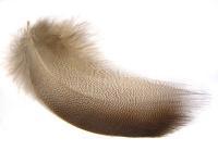 Mallard Bronze shoulders medium BESTEN KUNSTKODER Angelshop