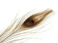 FMFly Peacock Eyes - Beige