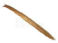 Golden Pheasant Tail Piece - Long
