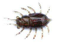 Gummifische FishUp Maybug 1.3" #019 - Motor Oil/Red