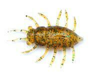 Gummifische FishUp Maybug 1.3" #036 - Caramel/Green & Black