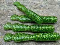 Gummifische Great Fish GF2 Leech 60mm 1.8g - no scent - glitter green