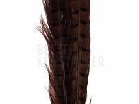 Ringneck Tail Feathers - 037 Chocolate Brown