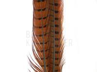 Ringneck Tail Feathers - 051 Rusty Brown