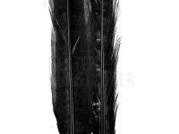 Ringneck Tail Feathers - 100 Black