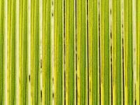 Hemingway's Tapered Buzzer Quills - Green Gold