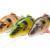 Savage Gear 4D Line Thru Perch BESTEN KUNSTKODER Angelshop