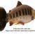 Savage Gear Gummifische 3D Craft Trout PulseTail Bulk BESTEN KUNSTKODER Angelshop